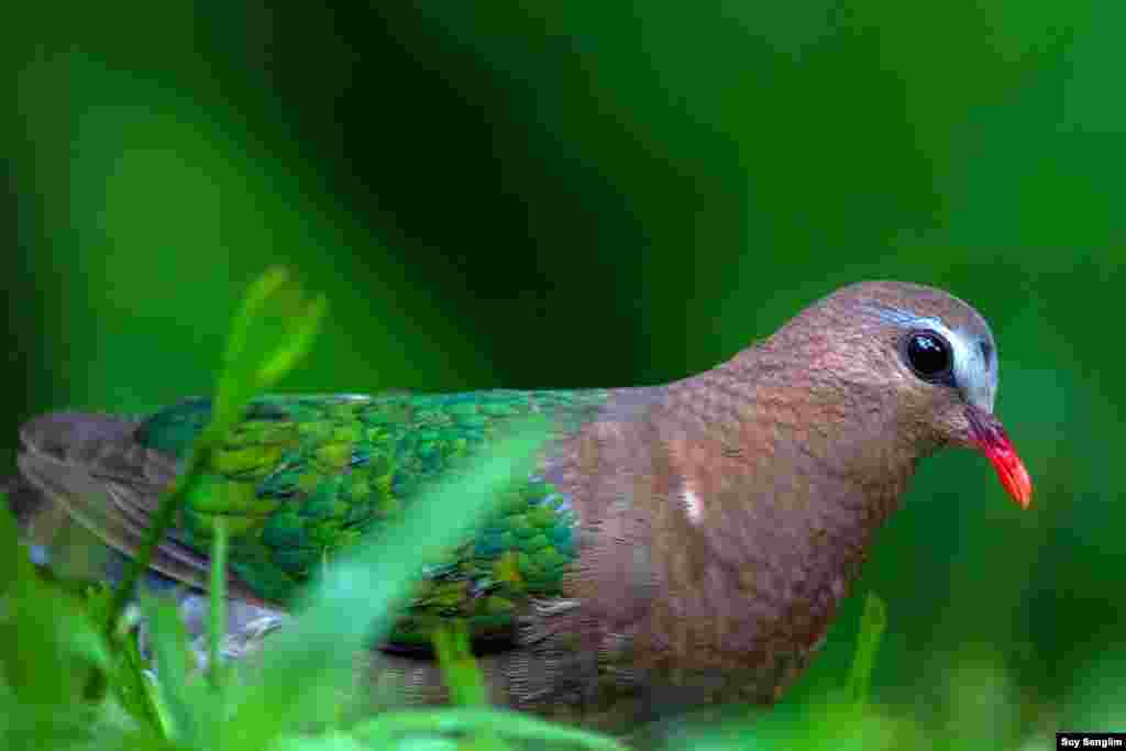Usually the species of evergreen habitat emerald dove gets so shy. This photo of the bird is from O'ramis Resort in Mondulkiri province where it is not allowed to disturb those birds including the dove. (Photo by Suy Senglim)
