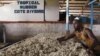 FILE - A man works at a rubber factory in Songon village, north of Abidjan, January 25, 2016. 