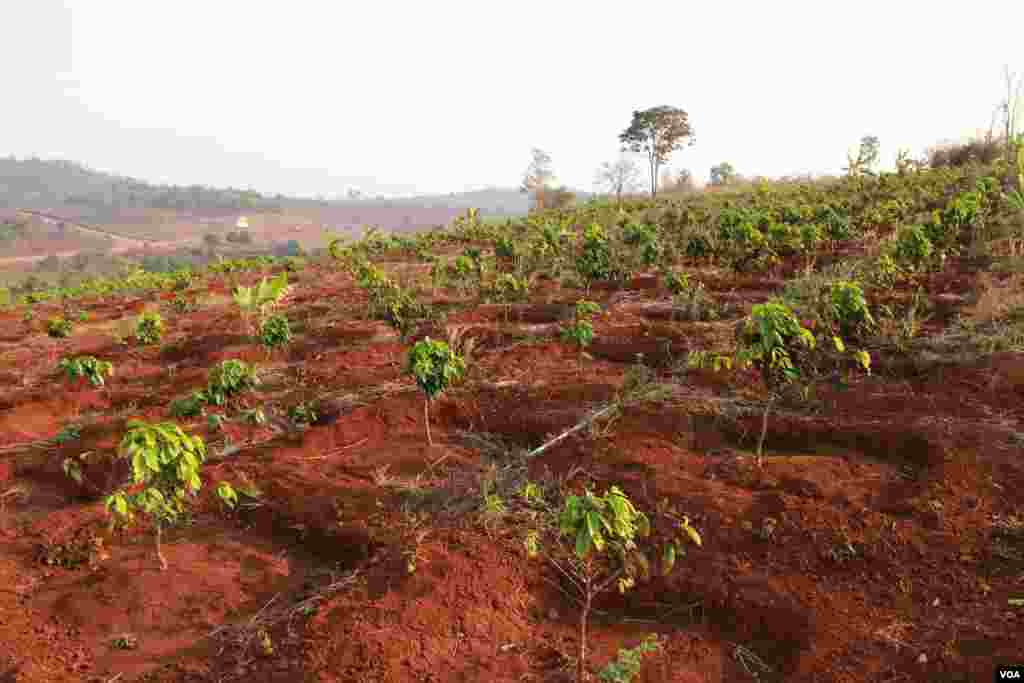 A one-year old Arabica coffee plant in Mr. Bou Sophea's plantation in Mondulkiri province, Cambodia on March 11th 2015. 