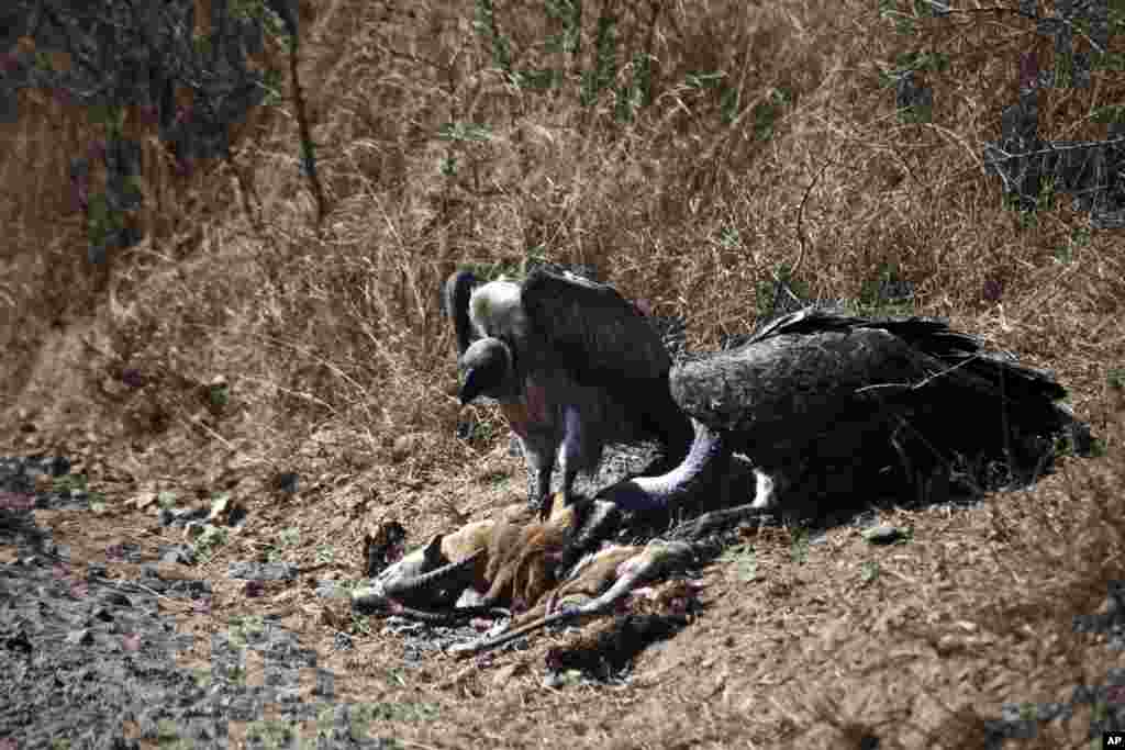 Des vautours à dos blanc africains se nourrissent de la carcasse d'une gazelle pendant la saison sèche dans le parc national du Serengeti, 335 km (208 miles) au nord de Arusha, Tanzanie, le 11 août 2013.