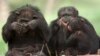 Un groupe de chimpanzés au Metro Zoo de Miami.