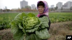 北韓婦女採集白菜以製造泡菜