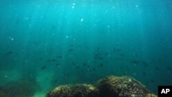 Des poissons nagent sur une parcelle de corail à Kaneohe Bay, près de l'île d'Oahu, à Hawaï, 26 octobre 2015.