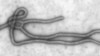 Nova vacina contra o Ebola