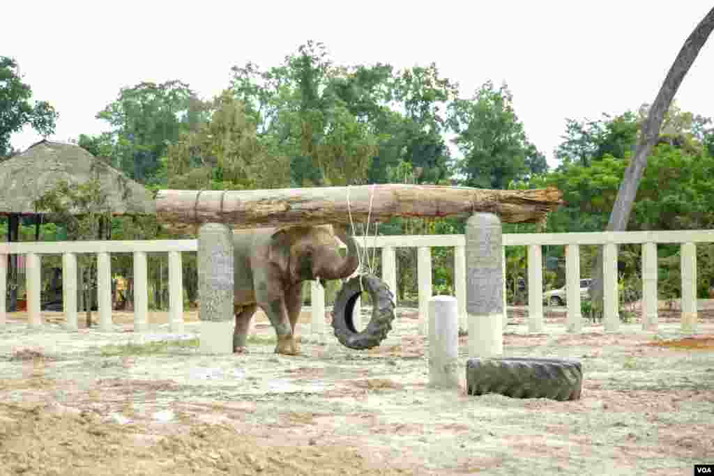 ដំរីឈ្មោះកាវ៉ាន (Kaavan) ដែលត្រូវបានគេស្គាល់ថាជាដំរីឯកោ បានចាប់ផ្តើមសម្របខ្លួនទៅនឹងស្ថានភាពរស់នៅ នៅដែនជម្រកសត្វព្រៃនៅកម្ពុជា ខេត្តឧត្តរមានជ័យ នៅថ្ងៃទី០១ ខែធ្នូ ឆ្នាំ២០២០។ (ហ៊ាន សុជាតា/VOA)