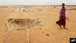 L'Ethiopie frappee par la secheresse, 3 septembre 2017. 