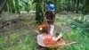 Accaparement des terres en Afrique: un rapport dénonce un projet au Cameroun