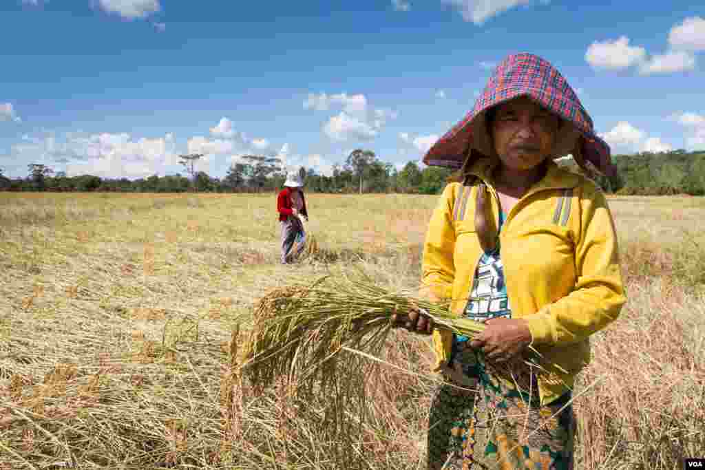 អ្នកស្រីរម៉ាម ចង់ ជាជនជាតិដើមភាគតិចកាចក់ កាន់បាច់ស្រូវក្រោយពេលច្រូត នៅក្នុងភូមិតាណង ស្រុកអណ្តូងមាស ខេត្តរតនគិរី ថ្ងៃទី១ ខែធ្នូ ឆ្នាំ២០១៥។ ជនជាតិដើមភាគតិចនៅក្នុងភូមិភាគឥសានក្នុងប្រទេសកម្ពុជា ជាក្រុមជនងាយរងគ្រោះខ្លាំងដោយសារការប្រែប្រួលអាកាសធាតុ ដែលបណ្តាលមកពីការកាប់ព្រៃឈើ ក្នុងរយៈពេលប៉ុន្មានឆ្នាំកន្លងមក។ (នៅ វណ្ណារិន/VOA) 