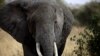 La population des éléphants d'Afrique au plus bas depuis 25 ans