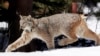 FILE - A Canada lynx heads into the Rio Grande National Forest after being released near Creede, Colo., April 19, 2005.