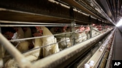 La grippe aviaire est généralement saisonnière mais ces dernières années des cas sont apparus tout au long de l'année.
