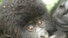 Rwanda Names 22 Rare Baby Gorillas