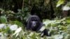 ARCHIVES - Un gorille de montagne dans la forêt du parc national de Bwindi, près de la ville de Kisoro, en Ouganda, le 31 mars 2018.