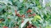 Baisse de la production de café au Cameroun