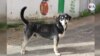 En Fotos: Animales abandonados durante pandemia