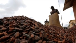 Les prix mondiaux du cacao ont progressé de plus de 25 % en 2018