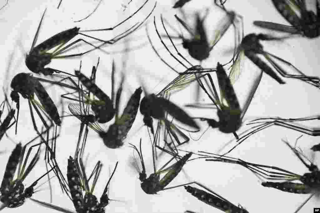 Le moustique est un vecteur de propagation du virus Zika qui sévit actuellement dans toute l'Amérique latine. Pernambuco, Brésil, 27 janvier 2016. 