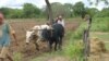 Autoridades e activistas "apostam" na agricultura familiar na Huila