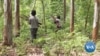 Sustainable Tree Farming Means Better Lives for Kenyan Farmers