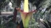 华盛顿美国国家植物园中的巨花魔芋（大臭花）7月22日开花。（美国之音 杨帆拍摄）