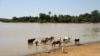 សត្វ​គោ​ផឹក​ទឹក​បឹង Wegnia ក្នុង​តំបន់Sahel ប្រទេស​ម៉ាលីកាលពី​ថ្ងៃទី​២៣ ខែវិច្ឆិកា ឆ្នាំ២០១៩។