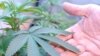 Le cannabis, légal dans l'Etat de Washington