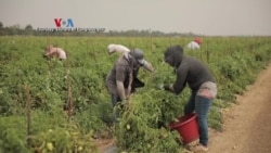 Dampak Pandemi COVID-19 pada Sektor Pertanian AS