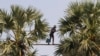 Kampong Speu Palm Sugar Given GI Status By EU