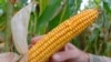 Monsanto durcit son plan d'économies et supprime 1.000 emplois en plus