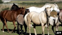 南非開普敦郊外馬場的馬匹因為非洲馬瘟而被凍結出口。（資料圖片）