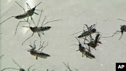 Mosquitoes