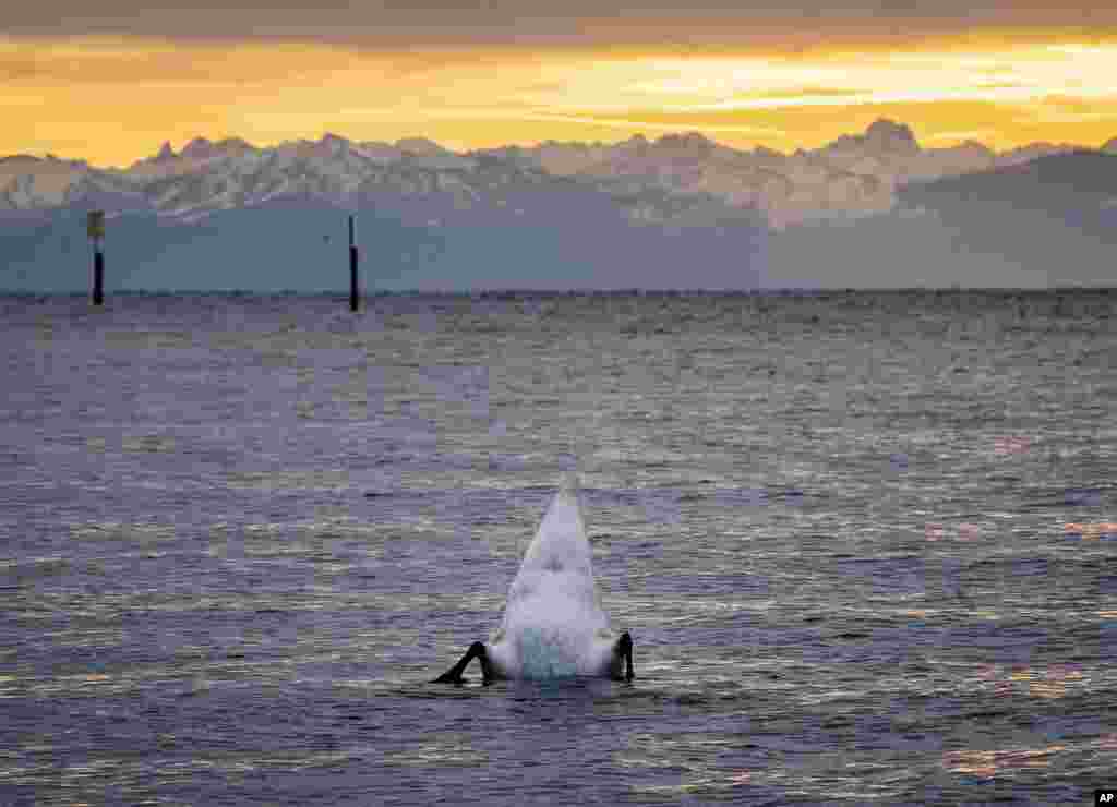 A swan dives in Lake Constance in Constance, Germany.