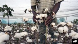 Le coton, principal produit d'exportation du Burkina.