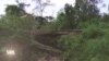 Des plantations de cacao dans une réserve forestière ivoirienne