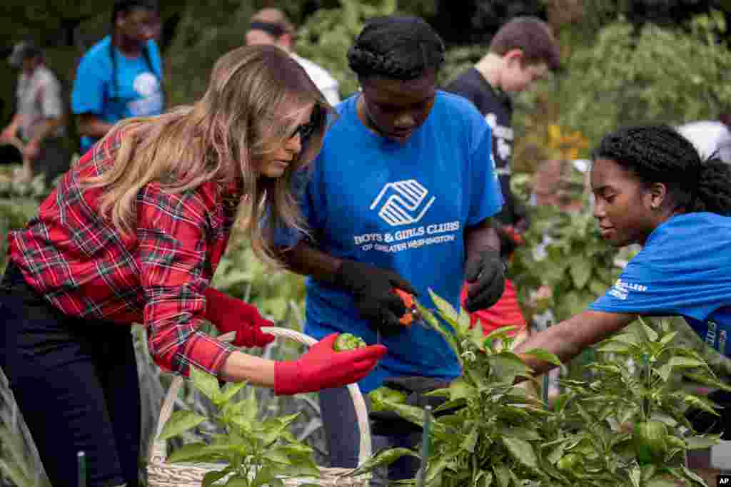 La Première dame Melania Trump avec des enfants cueillent des tomates dans le jardin de la Maison Blanche, Washington. le 22 septembre 2017.