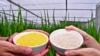 Golden Rice, left, contains beta carotene, the same vitamin A precursor that makes carrots orange. (Credit - IRRI)