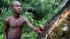 Au Liberia, le géant américain Firestone éveille colère et rancoeur