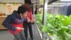 Une ferme à l'école : New York innove pour une alimentation plus saine
