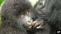 One of the name recipients, a male mountain gorilla born June 11, 2010, on the slopes of the Sabyinyo Volcano in Rwanda