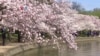 Warung VOA: Menikmati Sakura di Tengah Pandemi