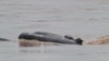 អង្គការ​ WWF៖ ចំនួន​សត្វ​ផ្សោត​នៅ​កម្ពុជា​កើន​ឡើង​ដល់​៩២​ក្បាល
