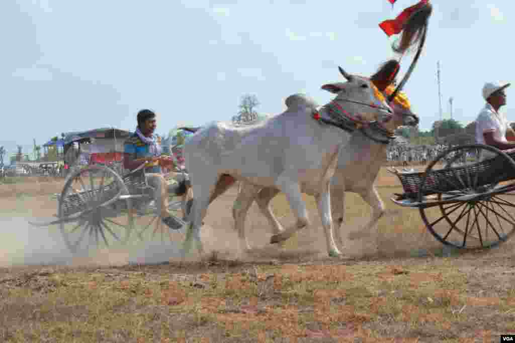 សកម្មភាពក្នុងពេលប្រណាំងរទេះសាឡីគោនៅឃុំរលាំងគ្រើល ស្រុកសំរោងទោង ខេត្តកំពង់ស្ពឺ កាលពីថ្ងៃទី០៧ ខែមេសា ឆ្នាំ២០១៩។ (ណឹម សុភ័ក្រ្តបញ្ញា/VOA)