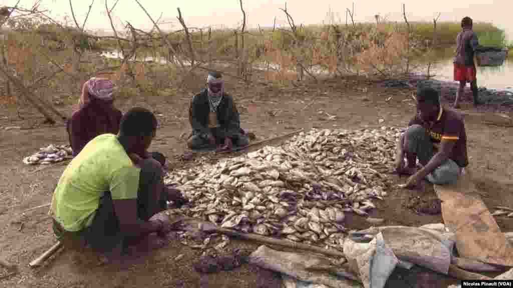 Des pêcheurs nettoient leurs poissons sur le lac, Tagal, Tchad, le 24 avril 2017 (VOA/Nicolas Pinault)