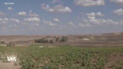 L’Algérie veut se hisser au top des exportateurs de vin