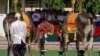 រូបឯកសារ៖ គោ​ឧសភរាជ​មួយ​គូ បរិភោគ​ពោត និង​សណ្តែក នៅក្នុង​ពិធី​ច្រត់​ព្រះនង្គ័ល​ក្នុង​ឆ្នាំ​២០១៤។