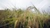 Chineses investem 250 milhões de dólares em projecto agricola no sul de Moçambique