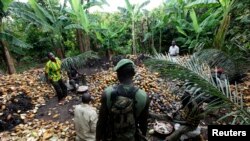 Une plantation de cacao en Côte d'Ivoire, 19 mai 2011. 