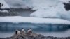 FILE - Gentoo penguins stand on rocks near the Chilean station Bernardo O'Higgins, Antarctica, Jan. 22, 2015. 