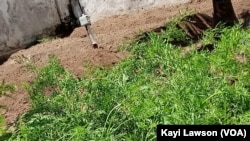 Le capteur dans un potager de carotte, Lomé, le 3 septembre 2019. (VOA/Kayi Lawson)