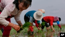 2019年5月，北韓農民在田裡插秧。